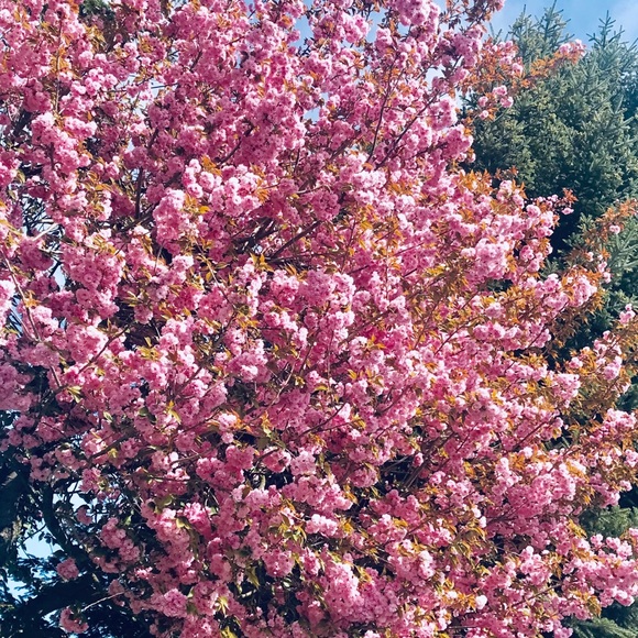 Meet your Posher, Marlene - Picture 1 of 1